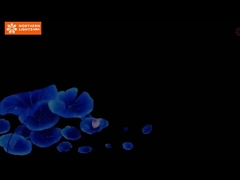 Verbessern Sie Museumsausstellungen und Veranstaltungen mit immersiven Erfahrungen 360-Grad-Immersive Höhlenprojektion